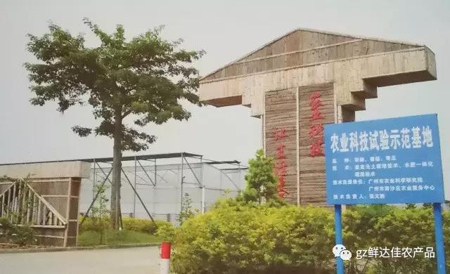 南沙农业生产91香蕉短视频